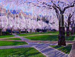 University Of Washington Cherry Blossoms painting picture