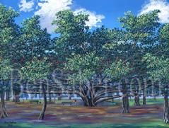 Banyan tree lahaina maui painting picture