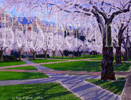 university of washington cherry blossoms quad uw painting picture